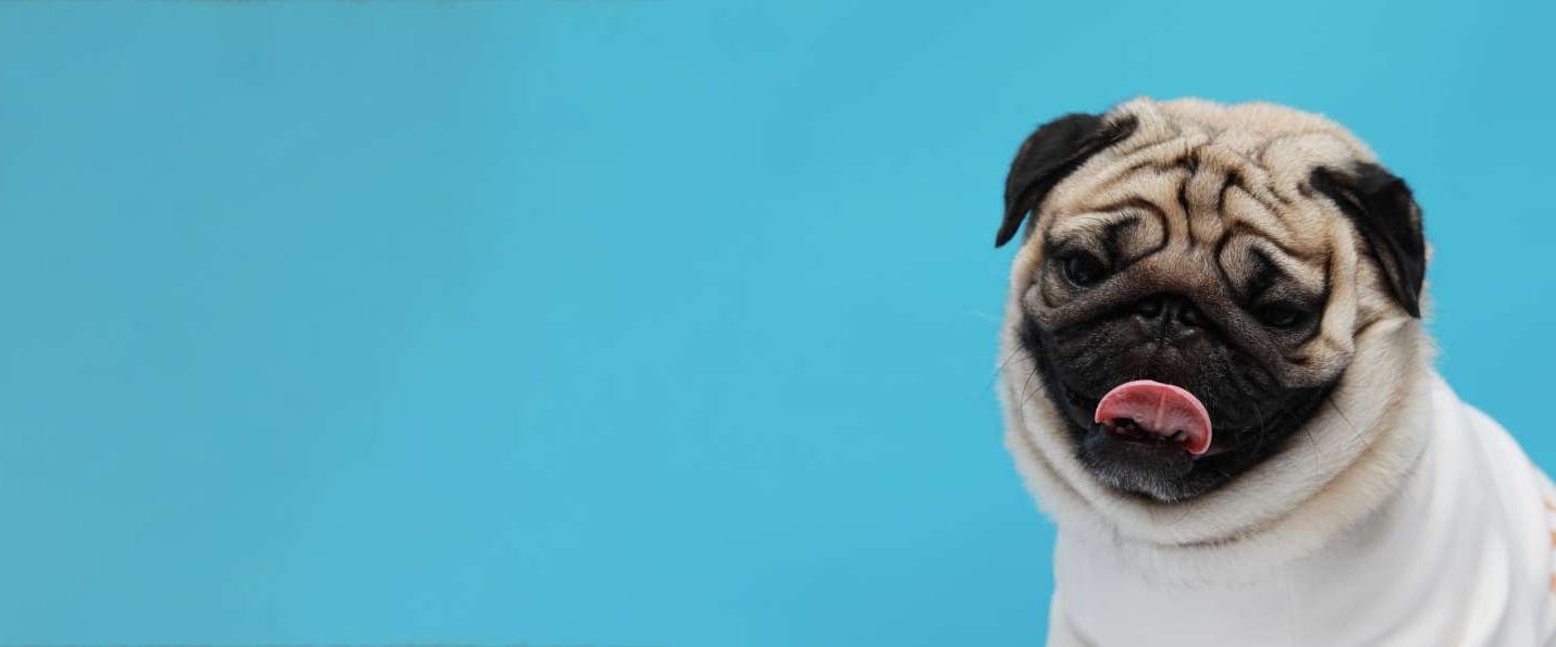 Video: Can pet dogs help heart disease?