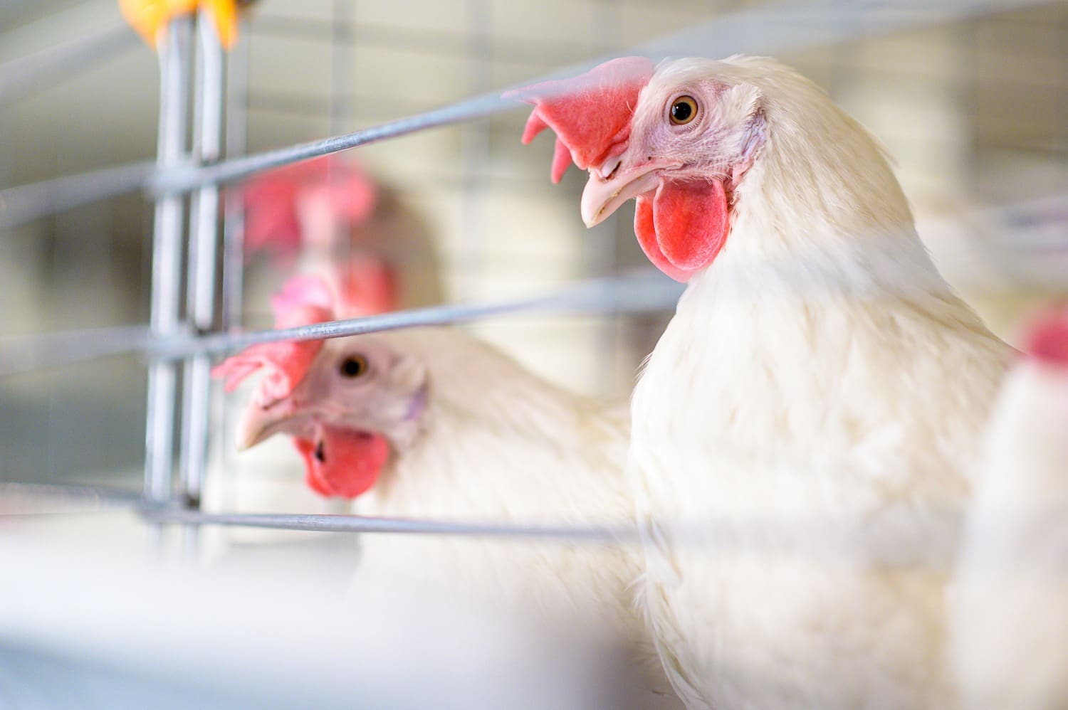 Bird flu (avian influenza)