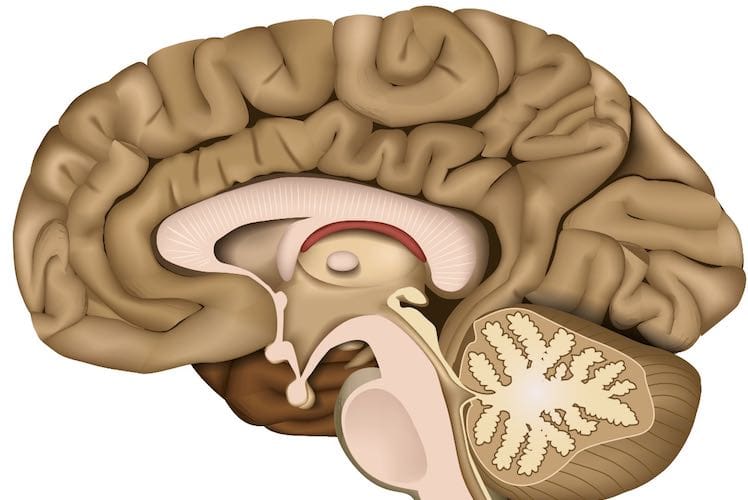 Brain