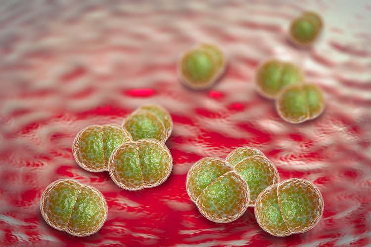 Meningitis Bacteria Infection