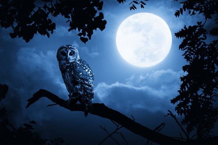 Being a night owl no good for you