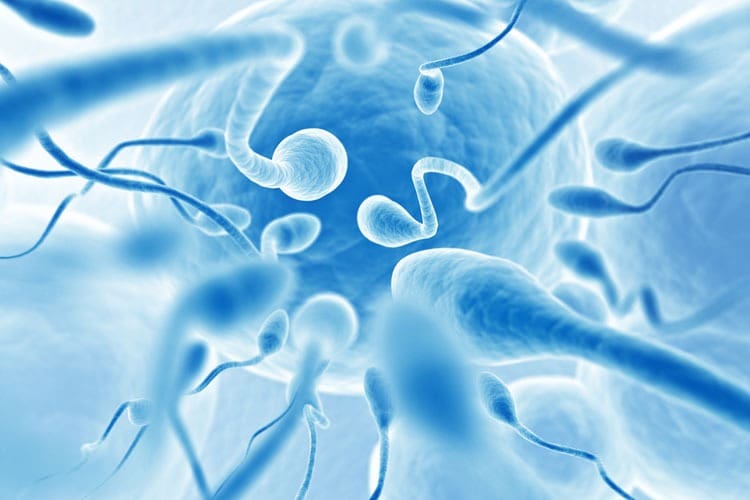 What is DNA Fragmentation? Dr. Katrina Rowan
