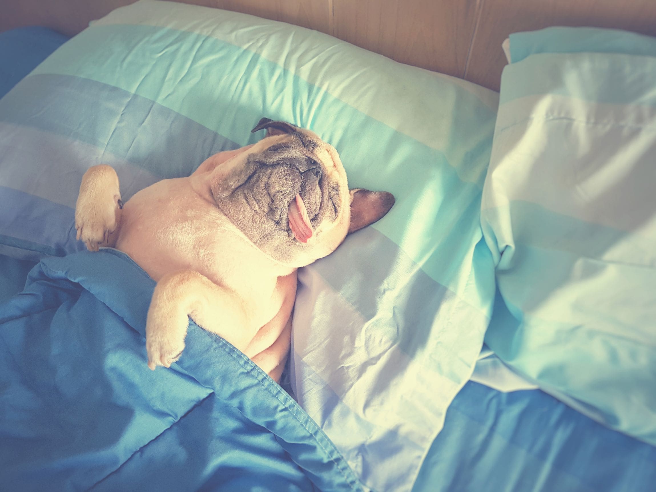 Why does a good night’s sleep gets harder with age?