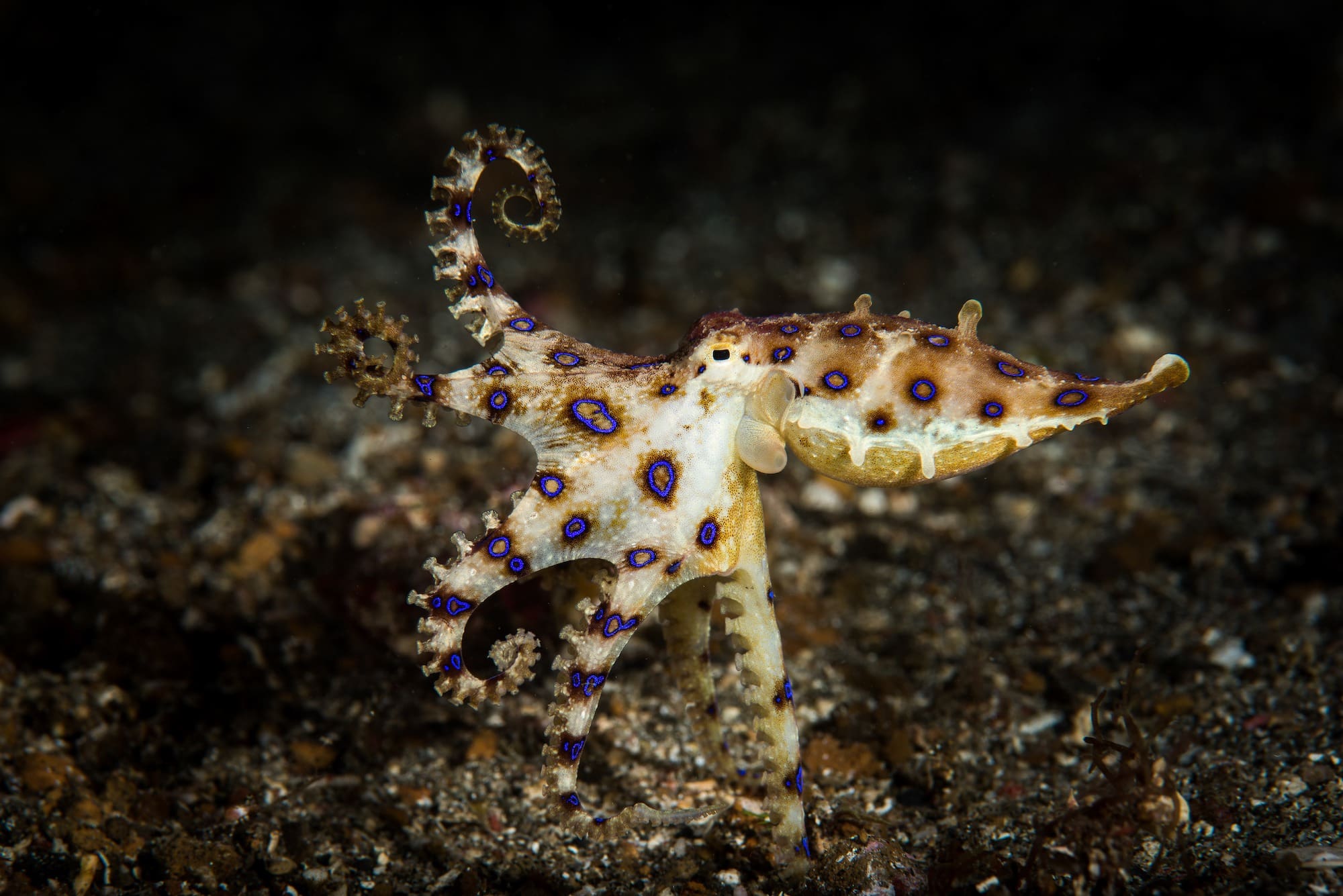 Blue Ringed Octopus blue ringed octopus