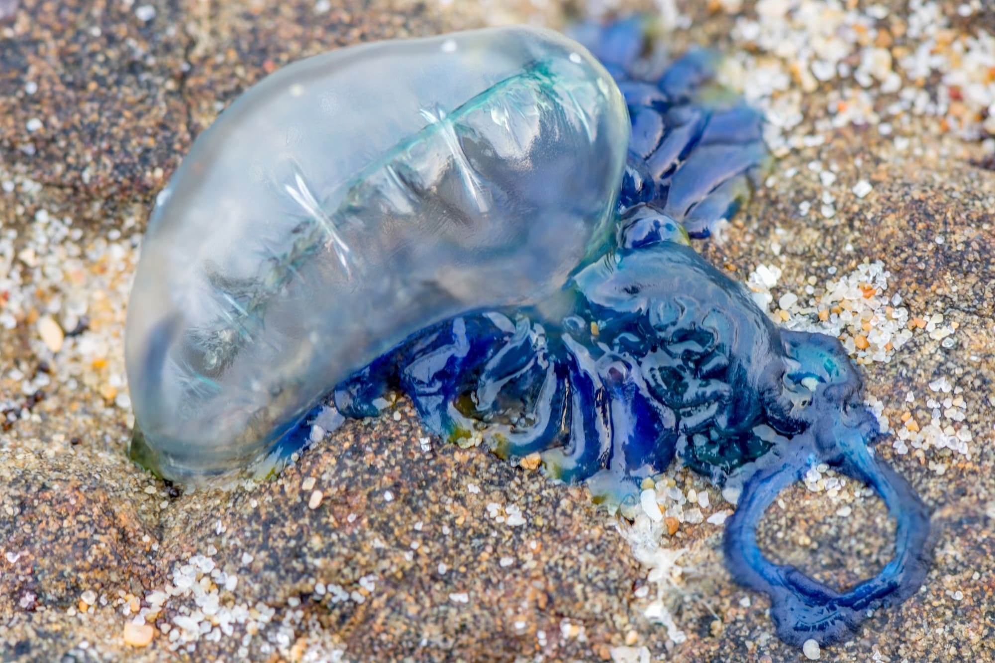 marine bites and stings