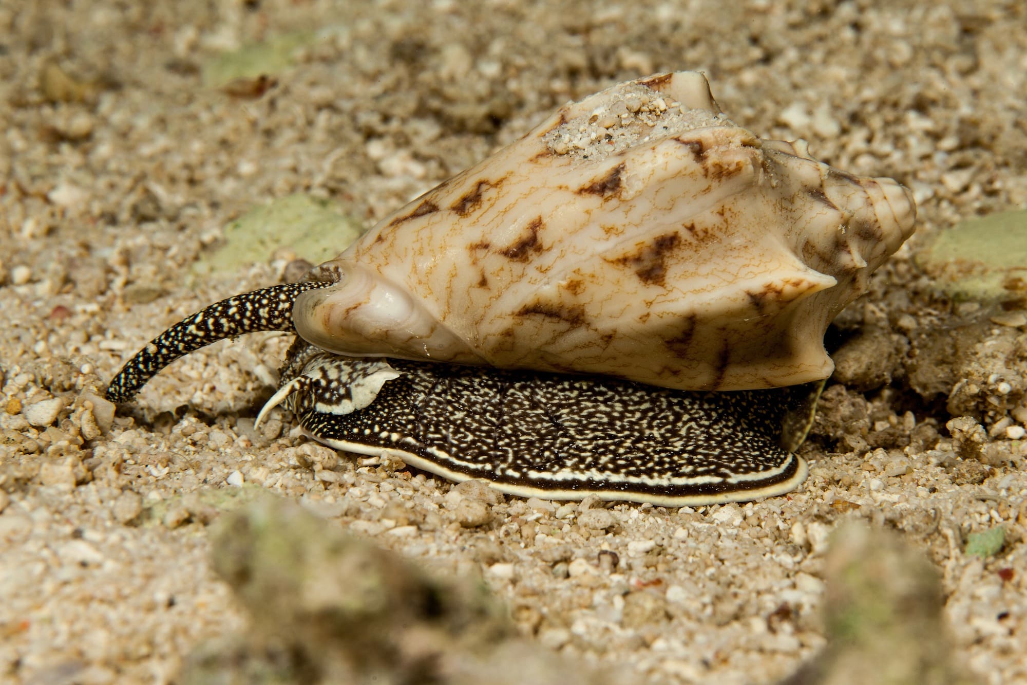 First aid for bites and stings: Cone snail