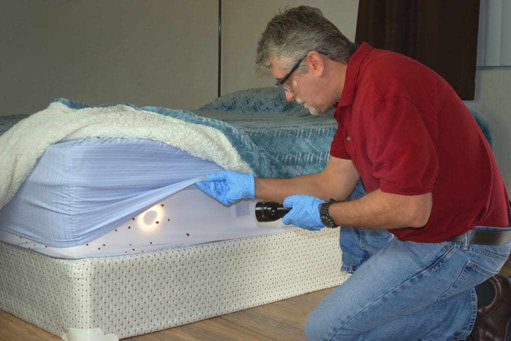 bed bugs