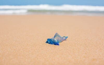 Bluebottle stings