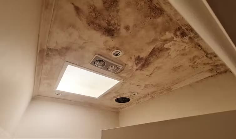 black-mould