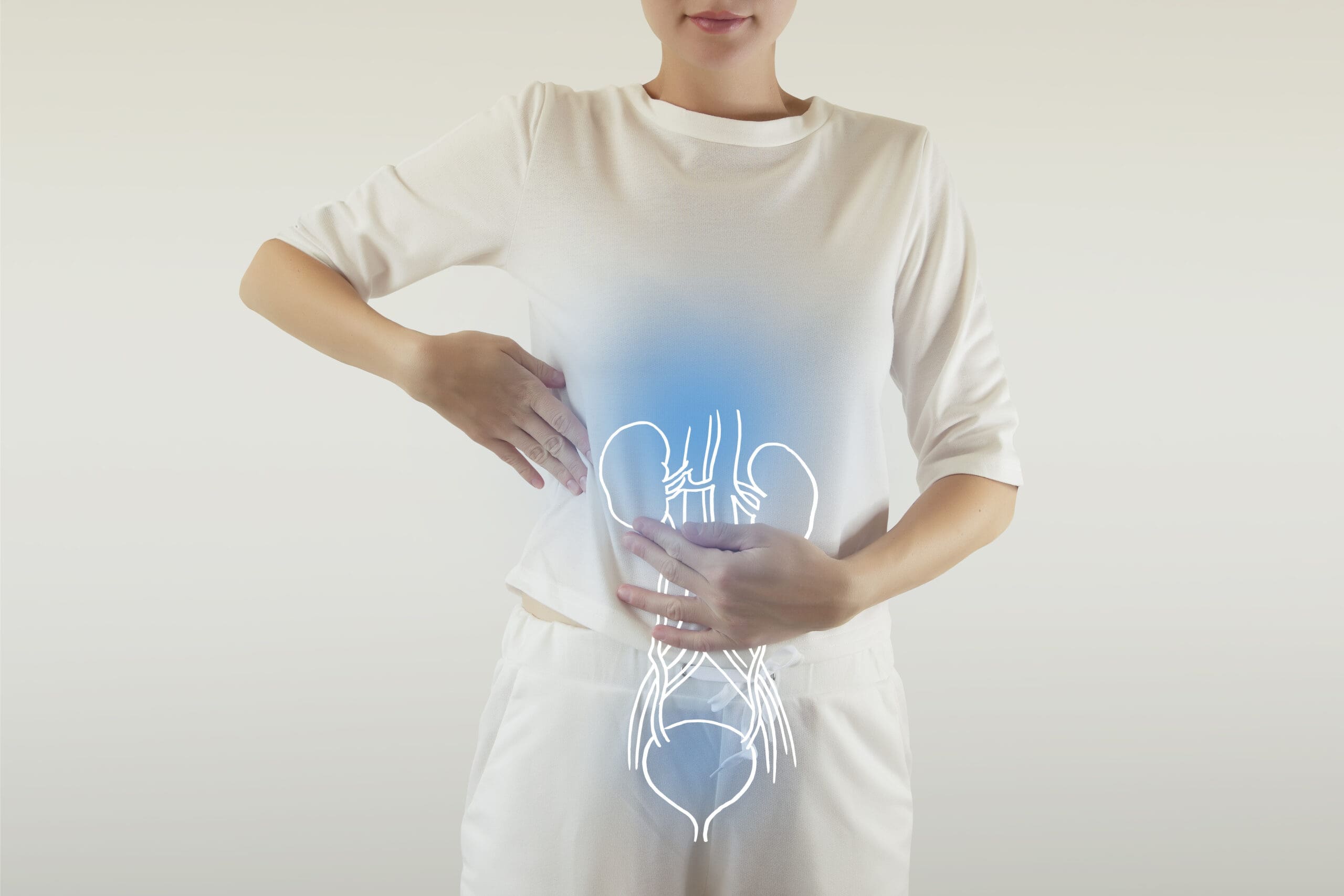 Human Female Kidney and bladder Anatomy urinary tract infection