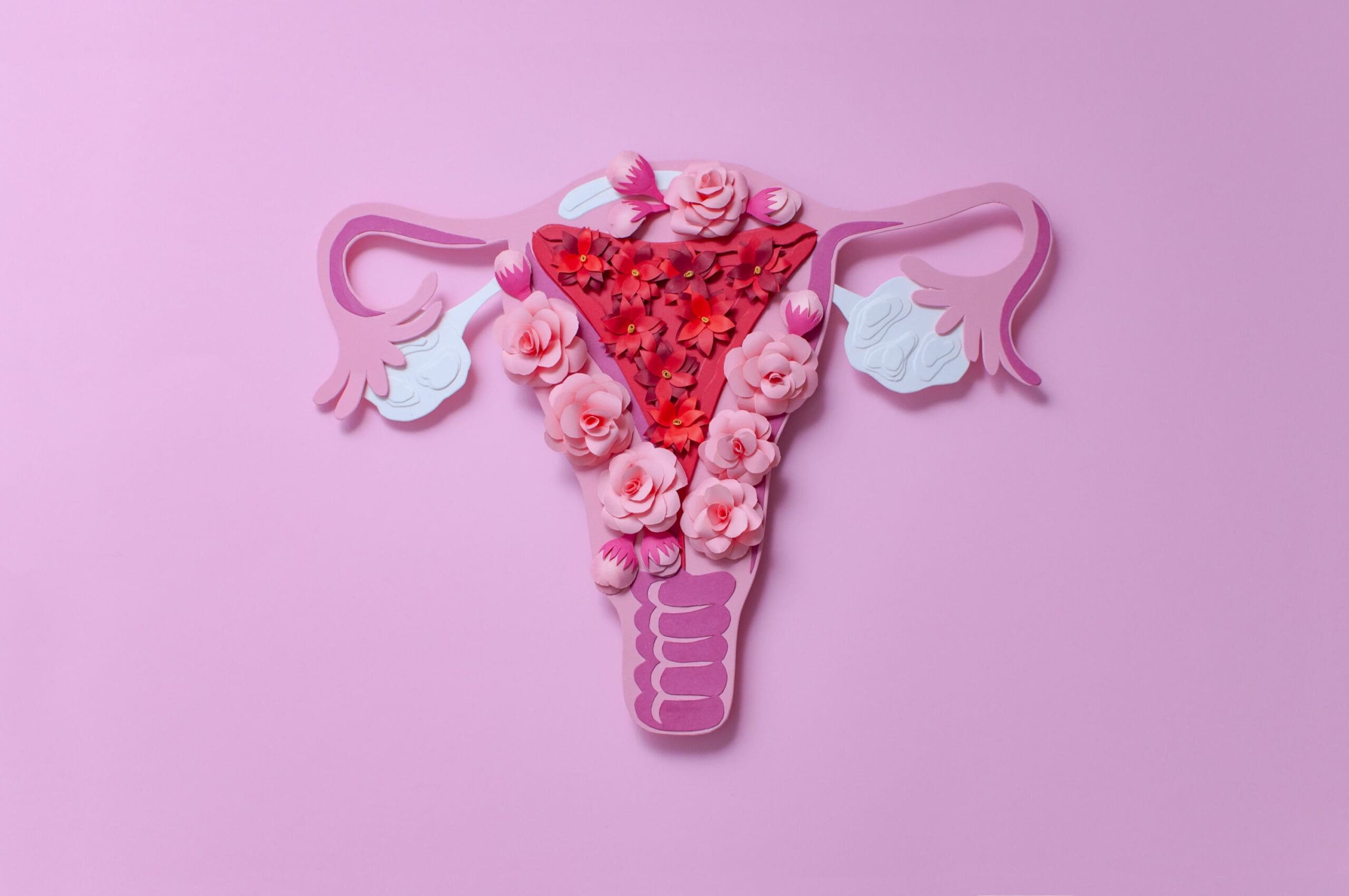 Female reproductive organs