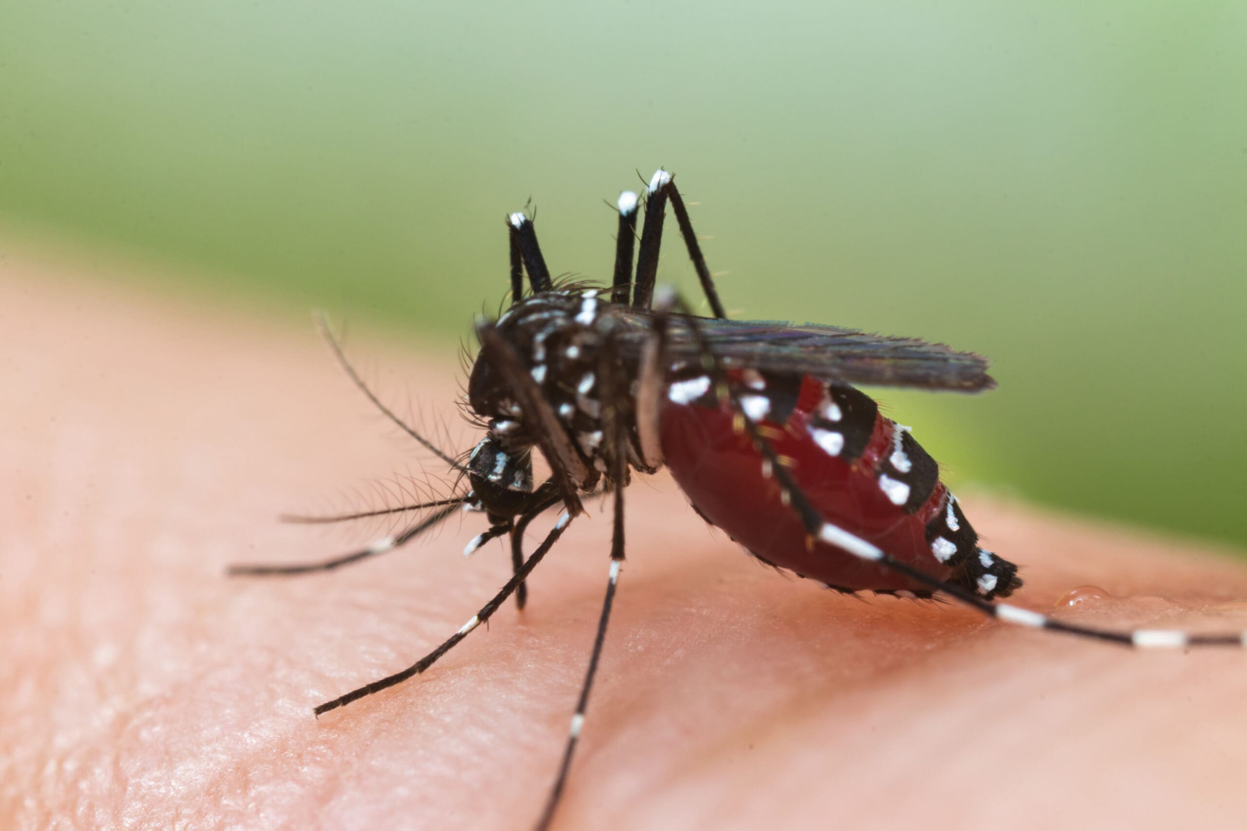 dengue fever