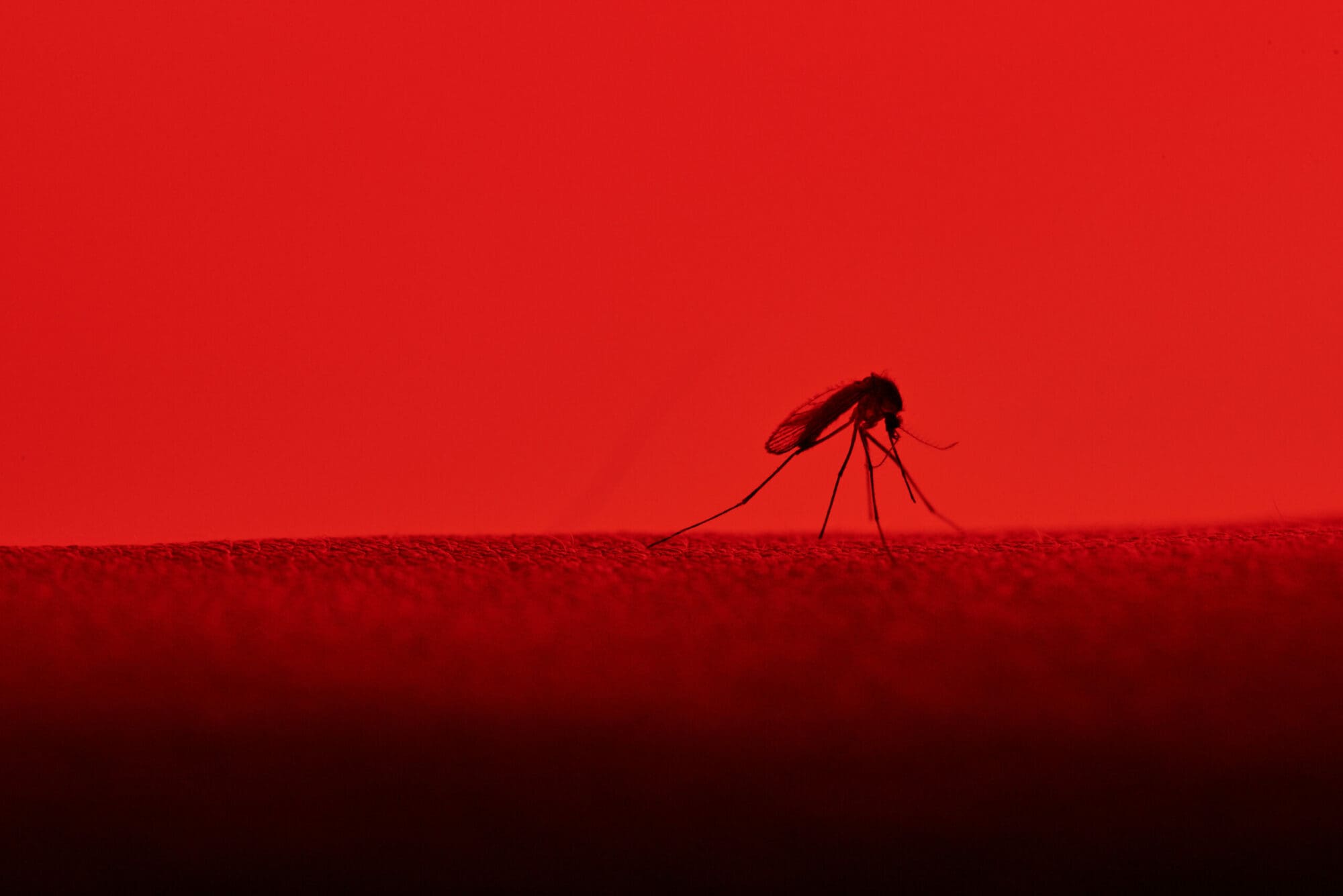 Mosquito-borne diseases