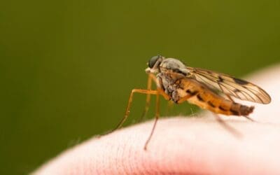 What is Japanese encephalitis (and should I be worried?)