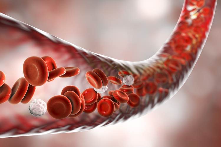 Blood vessel with flowing erythrocytes and leukocytes