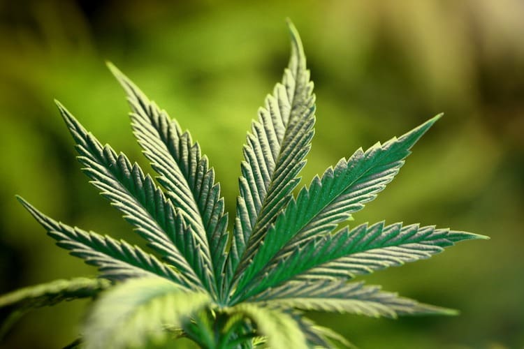 Cannabis smoking could lead to leg amputation