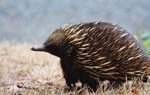 New Borrelia bacteria species found in echidna ticks