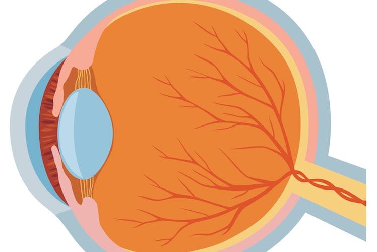 Eye anatomy