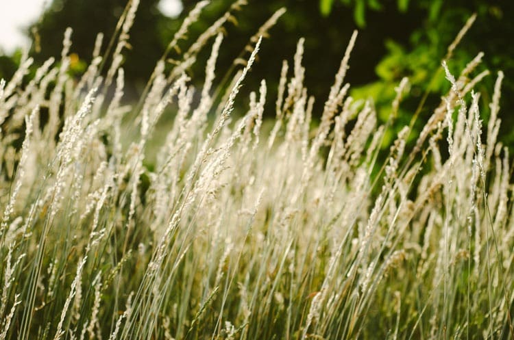 hay_fever_750