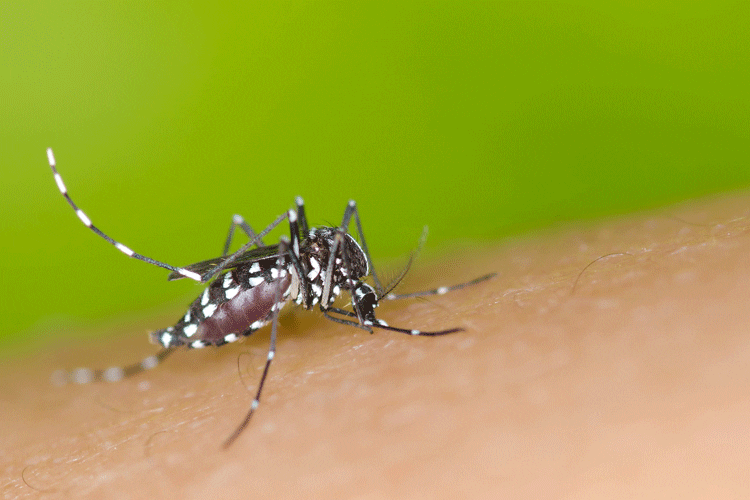 mosquito_aedes_750