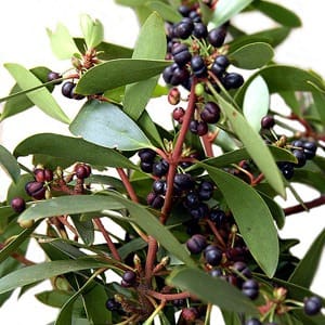 Native plant gives hope in rheumatoid arthritis