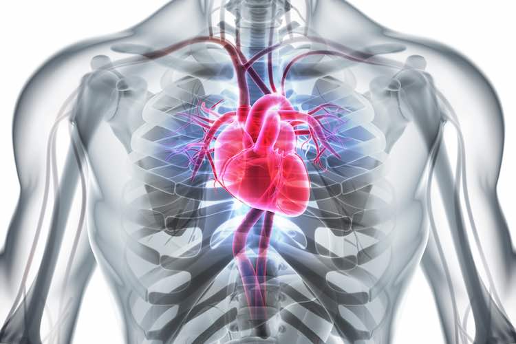 3D illustration of Heart, medical concept.