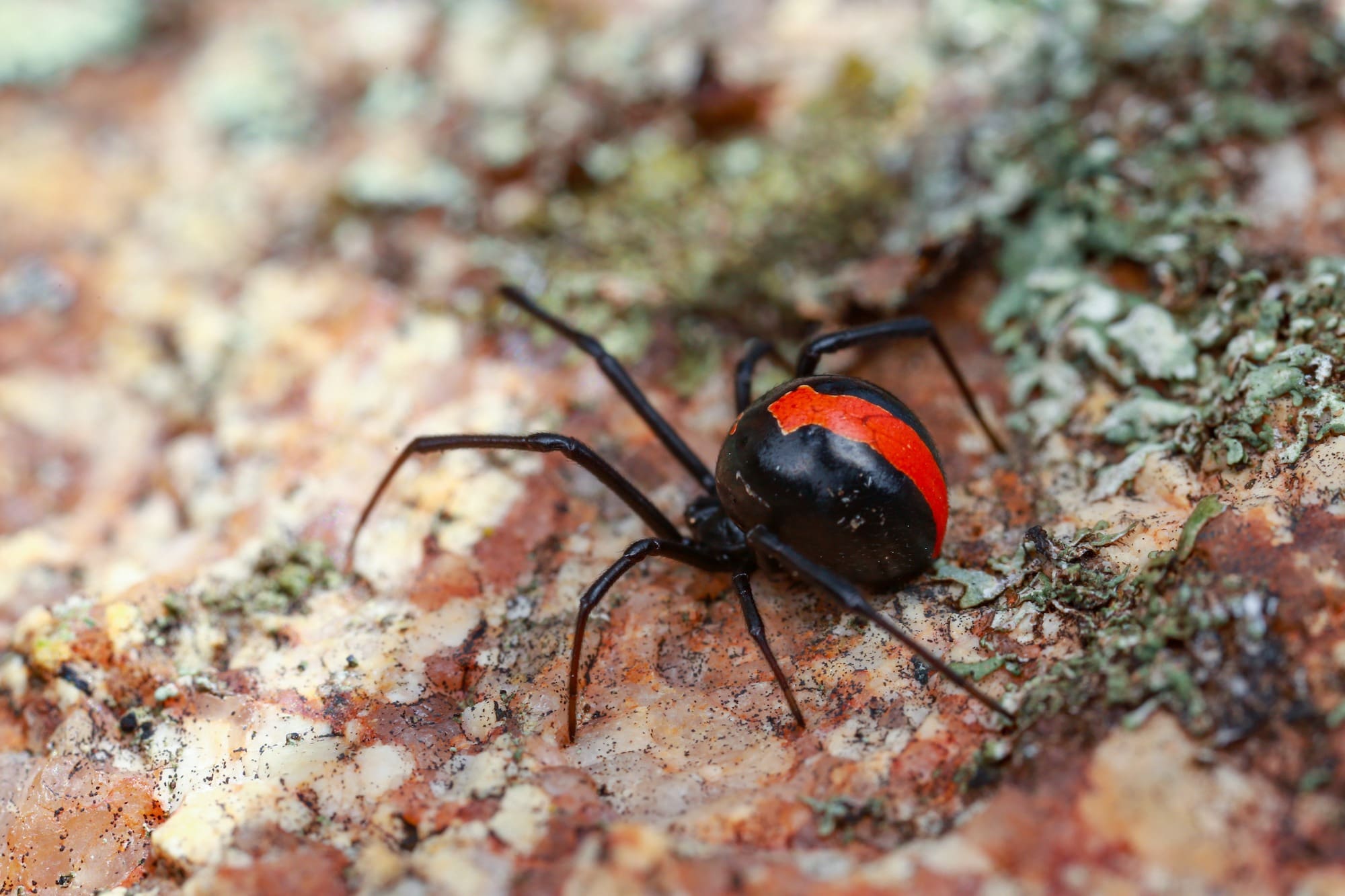 First aid for bites and stings: Spiders