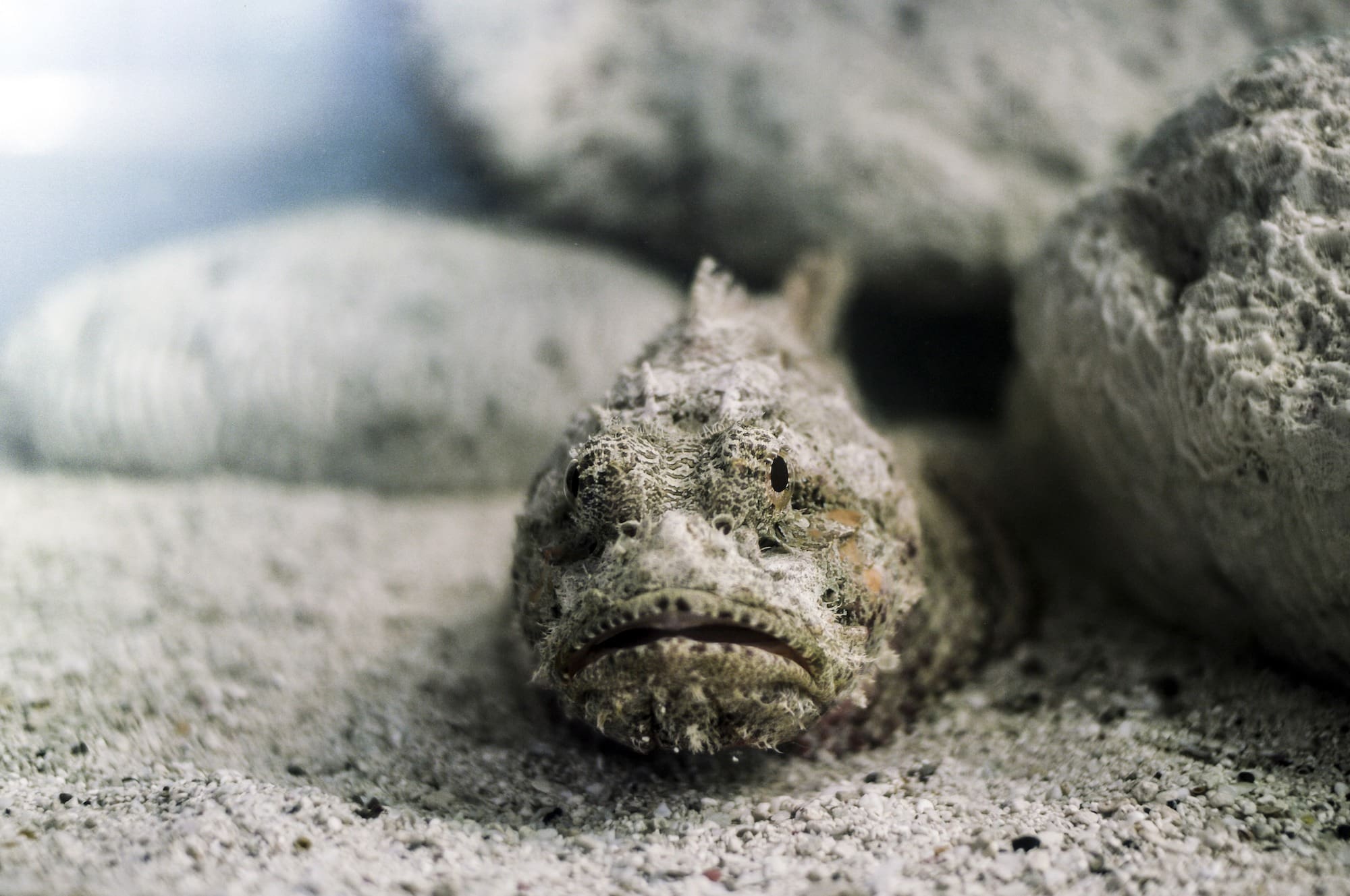 First aid for bites and stings: Stonefish and other stinging fish