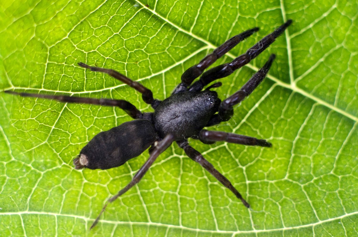 White-tail spider bite – symptoms and treatment
