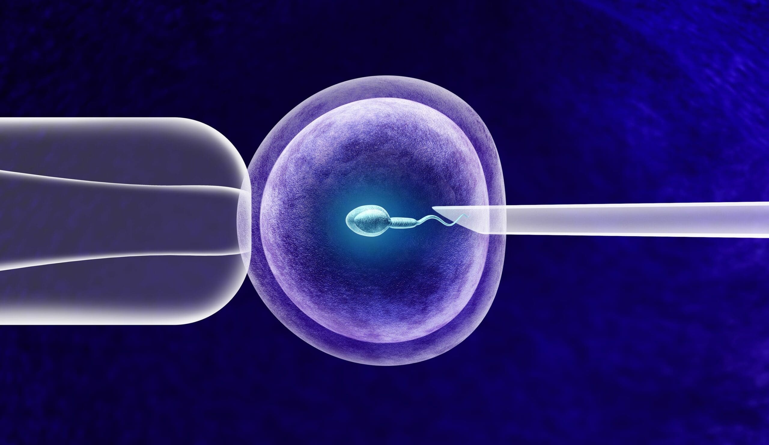 What Can I Expect During an Egg Transfer? – Dr. Jenny Cook