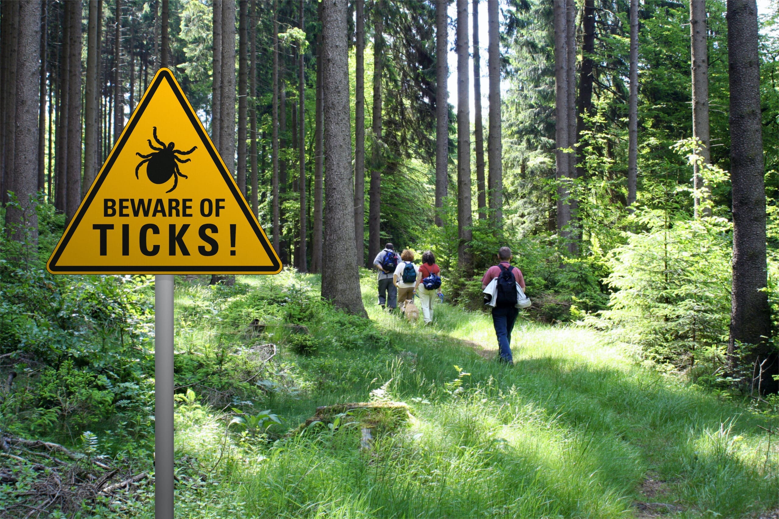 What is Lyme Disease? Dr. Norman Swan