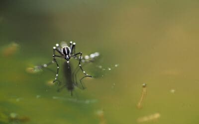 Experts warn a Ross River virus outbreak is coming. Should you be worried?